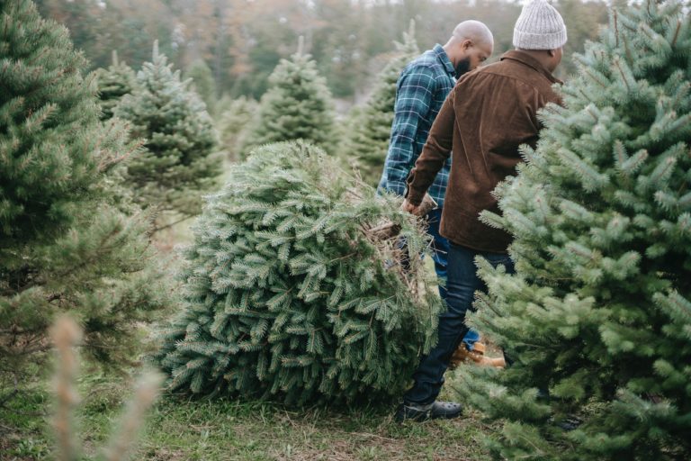 two men dragging christmas tree on ground at tree farm