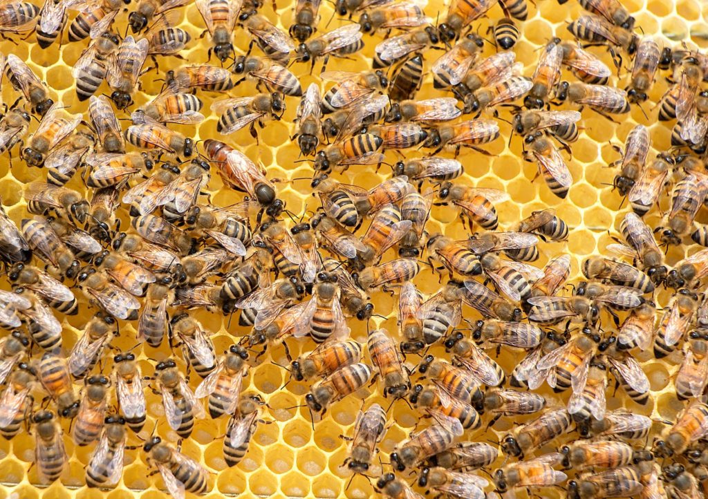 honey bees on hive