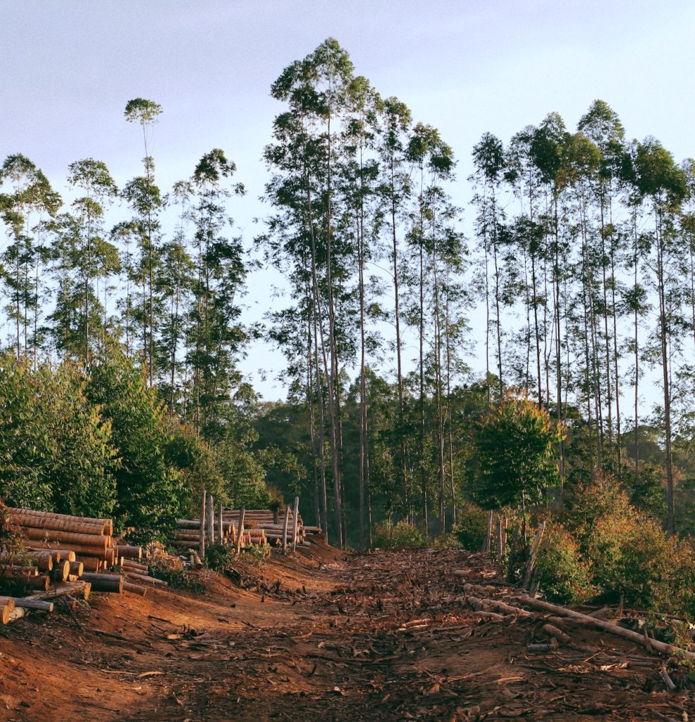 chopped down forest with bare ground showing and a thin tree line in the background