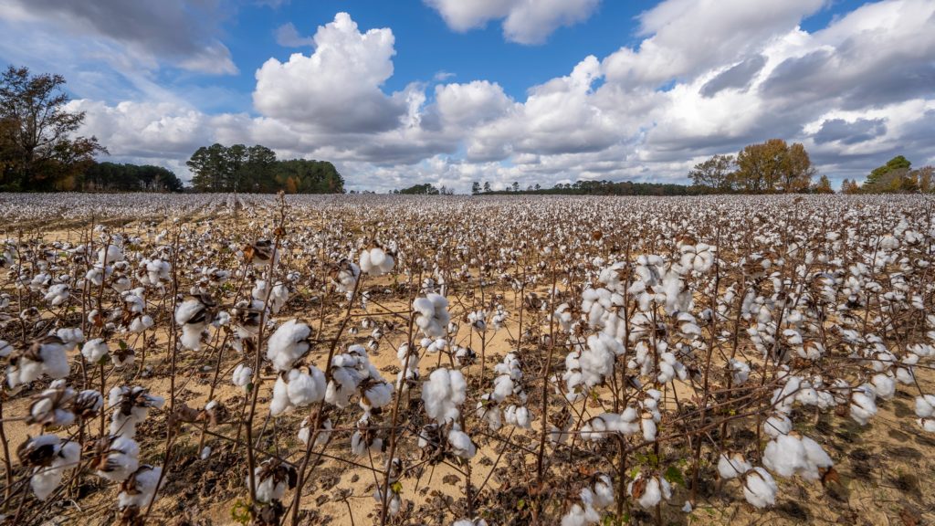cotton field represents monoculture
