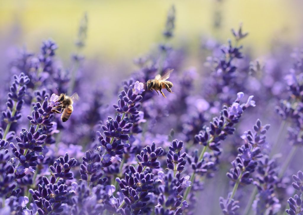 bee flowers or bee garden