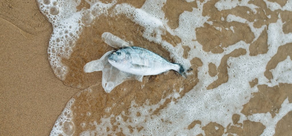 fish strangled and suffocated by plastic pollution