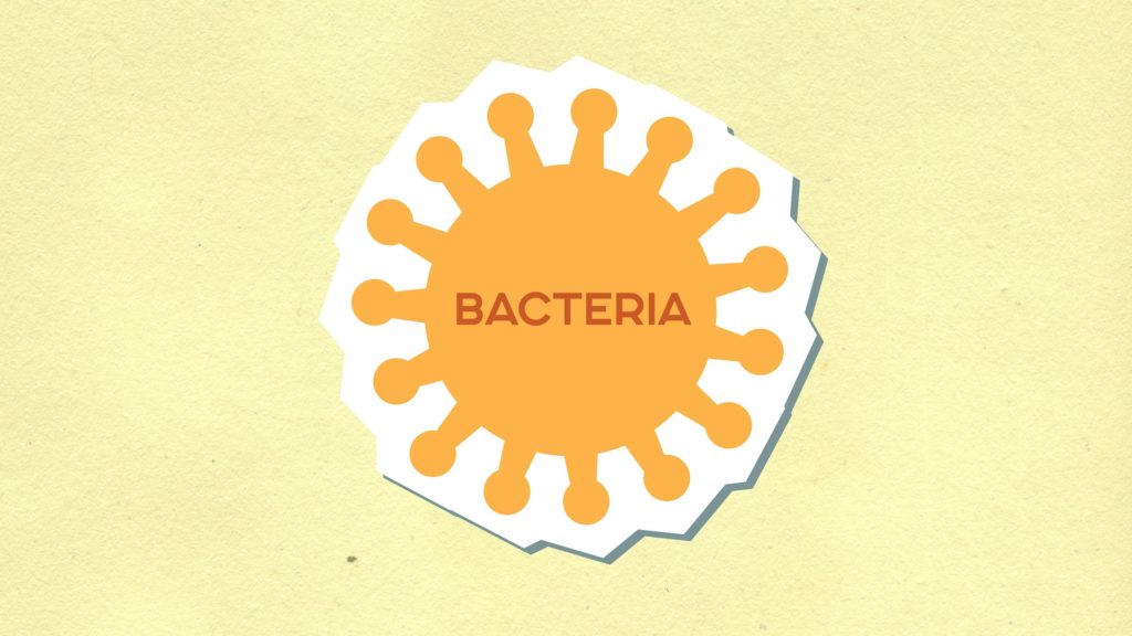 bacteria in orange, bacteria is a microorganism that can biodegrade PVA
