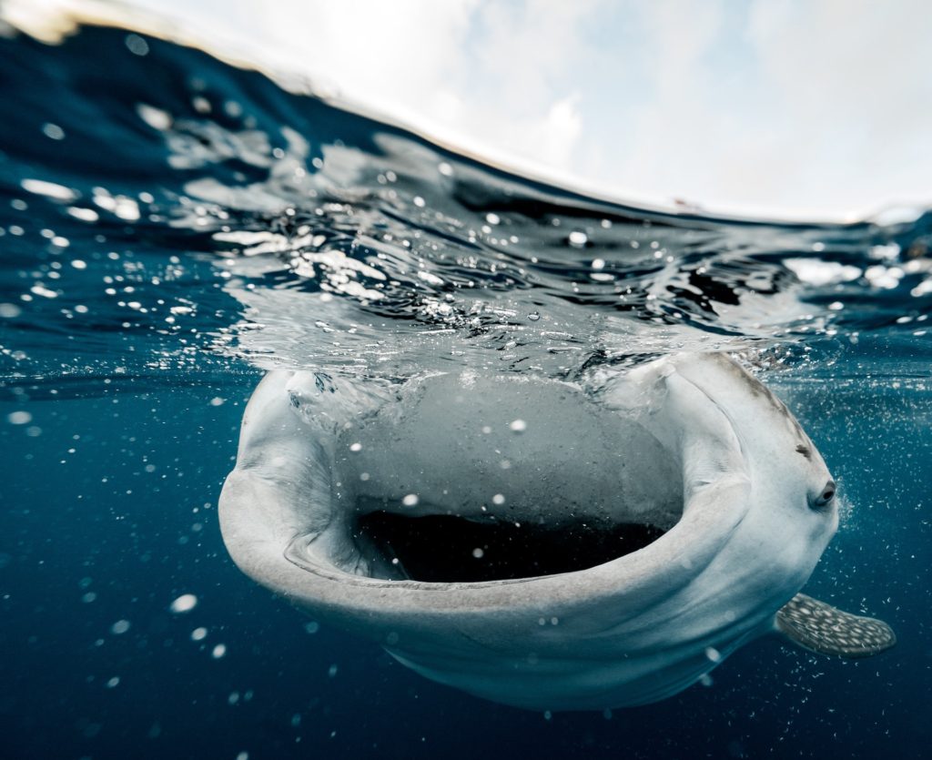 whale feeding and ingesting microplastics
